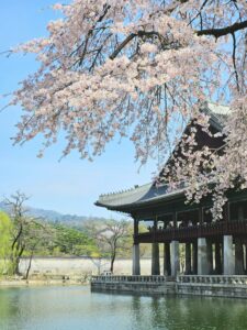 Cherry blossoms at Gyeongbokgung Palace